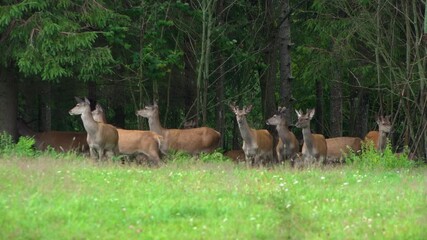 Deer run through the forest