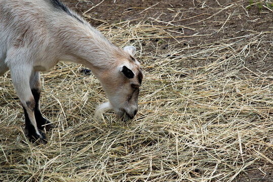 117 Best Bebe Chevre Images Stock Photos Vectors Adobe Stock