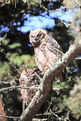 Great Horned Owl