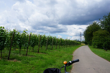Radweg zwischen den Weinbergen und der Mosel 