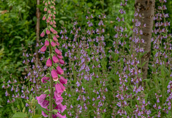 Digitalis or foxglove blossom in cottage rose garden 