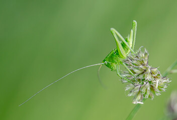 A grasshopper on a green grass background close up