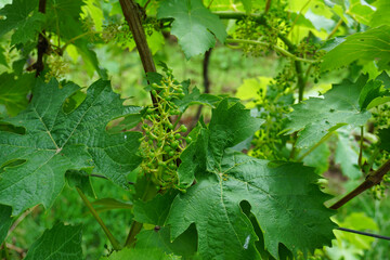 Nahaufnahme von einer Weinrebe im Juni die Weintrauben  wachsen gerade heran -
Close up of a grapevine in June the grapes are just growing -