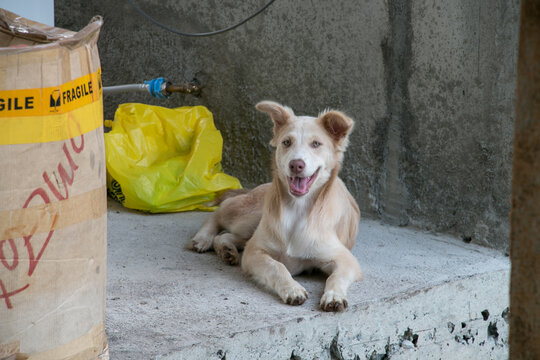 A young cream coated puppy relaxes on cool cement in the shade