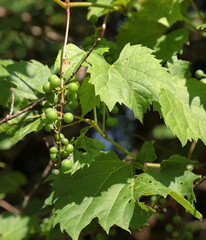 Bunches of wild grapes in Summer season, selective focus.