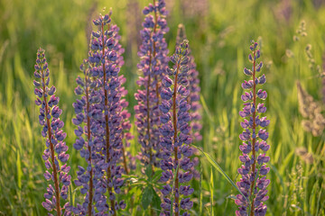 Landscape meadow with blooming lupinus, lupin.