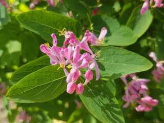 Tartarian honeysuckle (in german Tataren-Heckenkirsche) Lonicera tatarica
