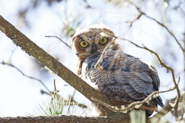 Great Horned Owl 