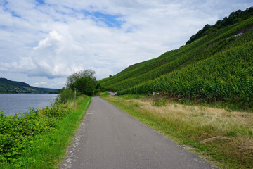 Radweg an der Mosel umgeben von den vielen Weinbergen in Rheinland Pfalz in Deutschland - 
Cycle route on the Moselle surrounded by the many vineyards in Rhineland Palatinate in Germany