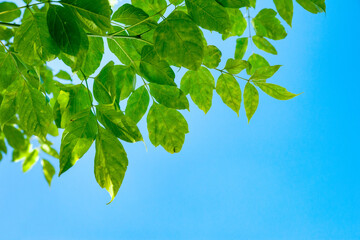 Green leaves on a branch against the sky. Abstract natural background with space for text.