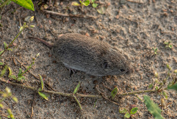 Common Vole (Microtus arvalis) in an open rural field it's Natural Habitat