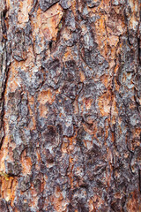 The texture of coniferous wood. the bark of the tree is near-the.