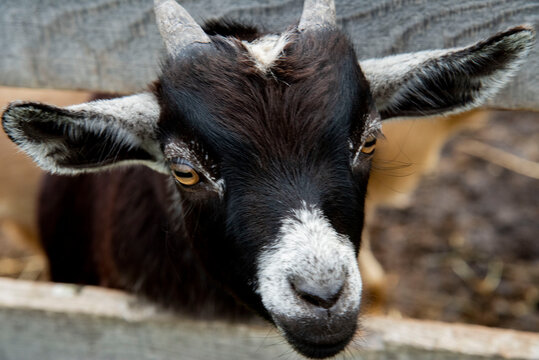 117 Best Bebe Chevre Images Stock Photos Vectors Adobe Stock