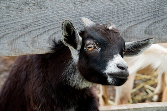 117 Meilleures Bebe Chevre Images Photos Et Illustrations Vectorielles Stock Adobe Stock 117 Meilleures Bebe Chevre Images Photos Et Illustrations Vectorielles Stock Adobe Stock