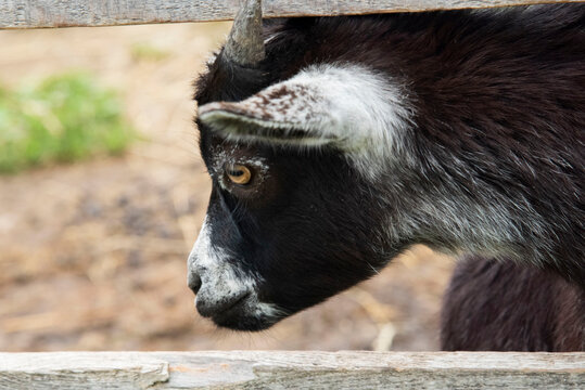 117 Best Bebe Chevre Images Stock Photos Vectors Adobe Stock