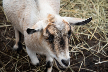 Fototapeta premium Famille chèvre