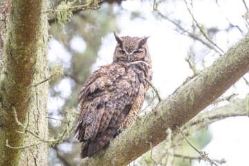 Great Horned Owl