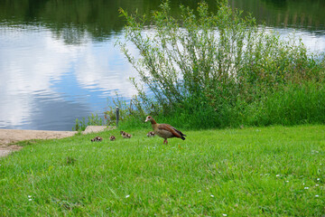Obraz na płótnie Canvas Ein Nilgans Familie auf einer Wiese am Ufer der Mosel - A Nilgans family in a meadow on the banks of the Moselle