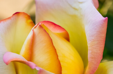 flower tulip macro photo beautiful petals