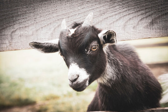 117 Best Bebe Chevre Images Stock Photos Vectors Adobe Stock