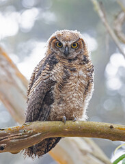 Great Horned Owl