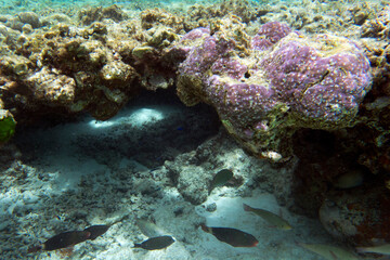 The beautiful marine life