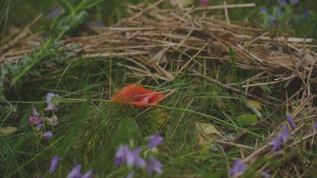  Flower mandala in a close-up view. the middle of the circle wildflowers on the green grass.