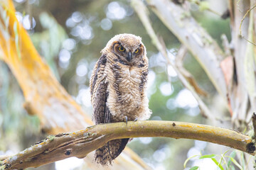 Great Horned Owl