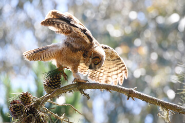 Great Horned Owl 