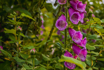 Digitalis or foxglove blossom in cottage rose garden 