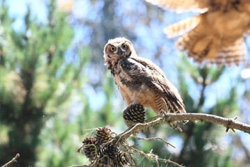 Great Horned Owl