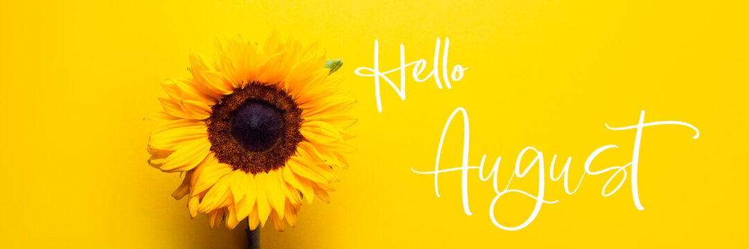 Hello August text and Yellow Sunflower Bouquet on bright Yellow Background, Autumn Concept, Top View, Space for Text, banner size