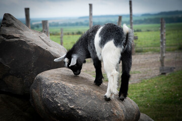Famille ch&egrave;vre