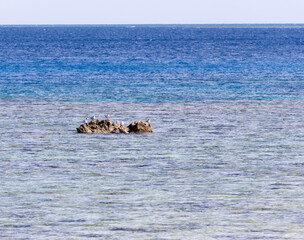 Fototapeta premium Several seagulls on a rock