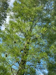 trees in the forest
