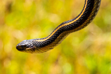 Western Terrestrial Garter Snake