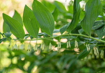 Fototapeta premium Polygonatum also known as King Solomon's-seal or Solomon's seal spring blossom