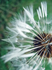Dandelion Puff