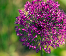 Flower of purple allium decorative bow close-up 