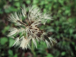 Dandelion Puff