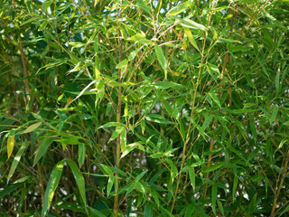 Green bamboo leaves at sunrise