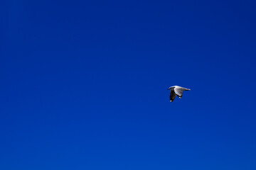 A bird flying across a clear sky.