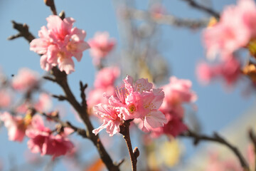 Brazilian cherry blossoms in 2020