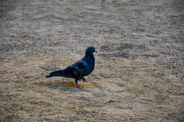 Pigeon walks on the sand. Proudly lifting his head, a dove walks on the ground.