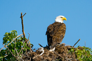 Adult Bad eagle in green nest
