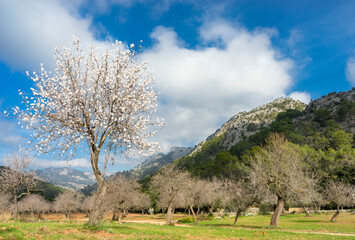 almond trees