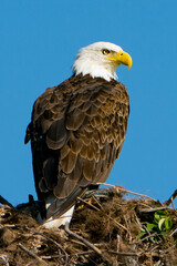 Adult Bad eagle in green nest
