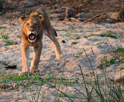 A young male lion in the bush.