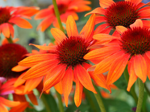 (Echinacea purpurea) Gros plan sur fleurs de rudbeckia aux p&eacute;tales lumineux rouge feu retombant au coeur h&eacute;riss&eacute; brun fonc&eacute; 