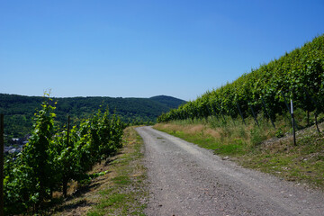 Fototapeta na wymiar Ein Weg der durch die Weinberge an der Mosel führt - A path that leads through the vineyards on the Moselle